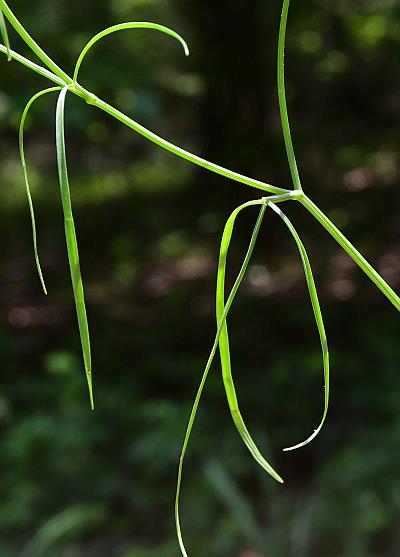 Cynosciadium_digitatum_leaves.jpg