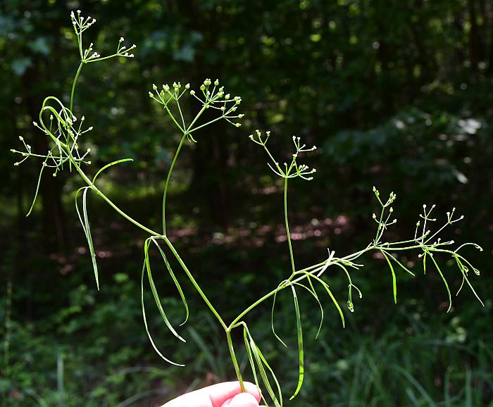 Cynosciadium_digitatum_plant.jpg