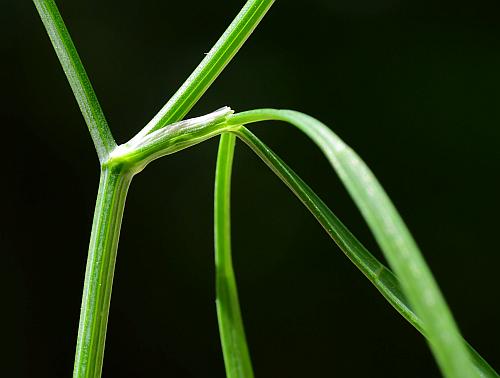 Cynosciadium_digitatum_sheath.jpg