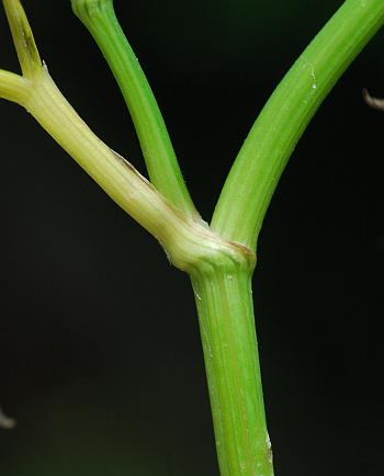 Cynosciadium_digitatum_stem.jpg