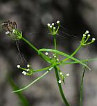 Cynosciadium digitatum thumbnail