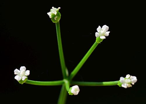 Cynosciadium_digitatum_umbellet.jpg