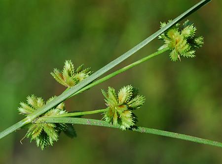 Cyperus_acuminatus_inflorescence.jpg