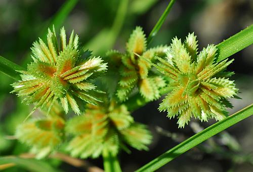 Cyperus_acuminatus_inflorescence2.jpg