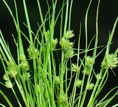 Cyperus_acuminatus_leaves.jpg