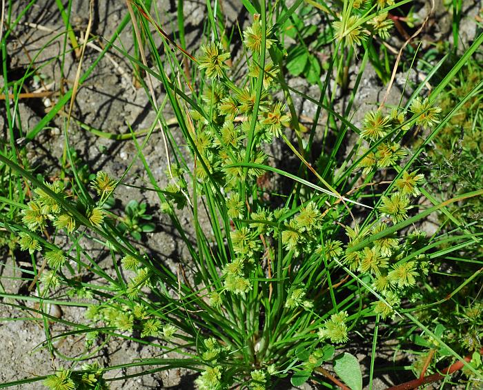 Cyperus_acuminatus_plant.jpg