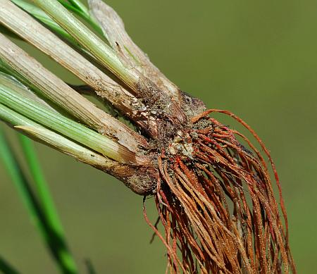 Cyperus_acuminatus_roots.jpg