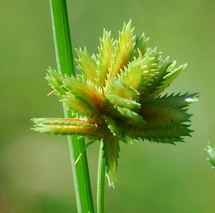 Cyperus_acuminatus_spike.jpg