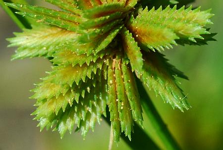 Cyperus_acuminatus_spikelets.jpg