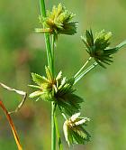 Cyperus acuminatus thumbnail