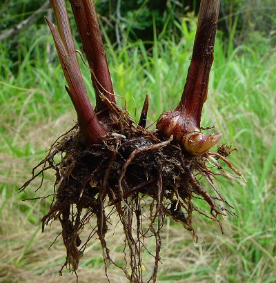 Cyperus_echinatus_base.jpg