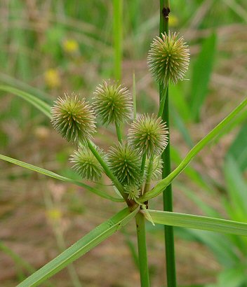 Cyperus_echinatus_inflorescence.jpg