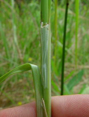 Cyperus_echinatus_sheath.jpg