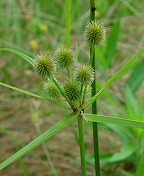 Cyperus echinatus thumbnail