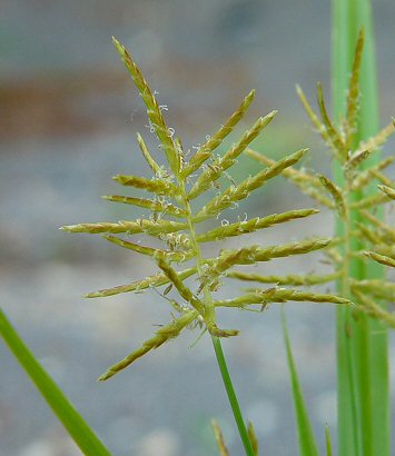 Cyperus_esculentus_flowers.jpg