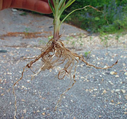 Cyperus_esculentus_rhizomes.jpg