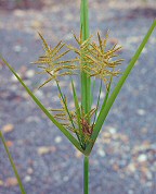 Cyperus esculentus thumbnail