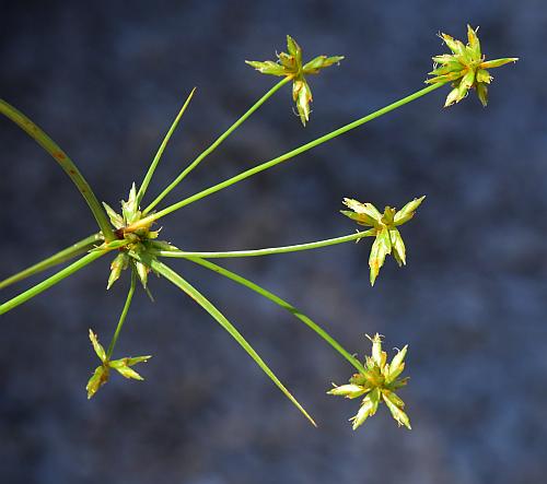 Cyperus_grayoides_inflorescence.jpg