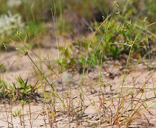 Cyperus_grayoides_plant.jpg