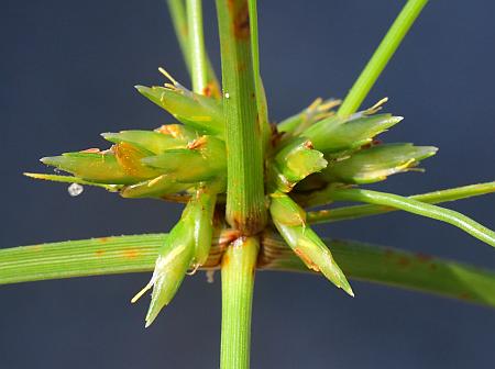 Cyperus_grayoides_spike1.jpg