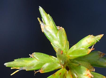 Cyperus_grayoides_spikelets.jpg