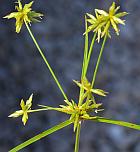 Cyperus grayoides thumbnail