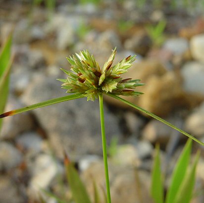 Cyperus_lupulinus_inflorescence.jpg