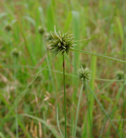 Cyperus_lupulinus_plant.jpg