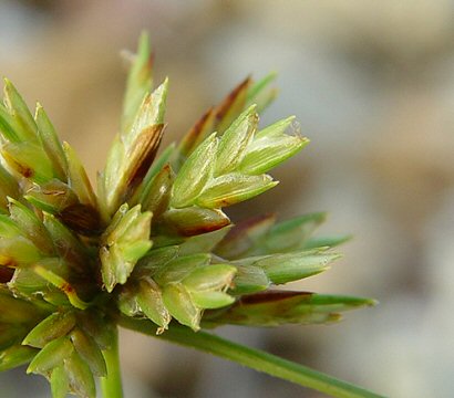 Cyperus_lupulinus_spikelets.jpg