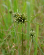 Cyperus lupulinus thumbnail