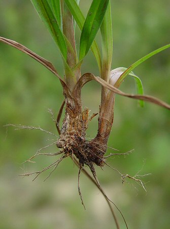 Cyperus_plukenetii_base.jpg