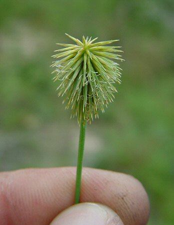 Cyperus_plukenetii_flowers.jpg