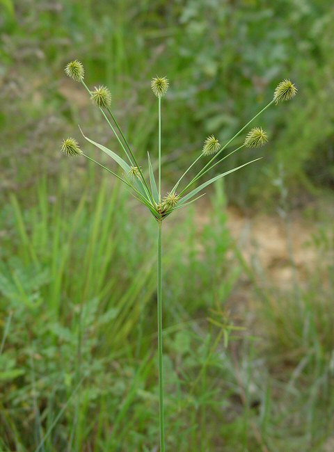 Cyperus_plukenetii_plant.jpg