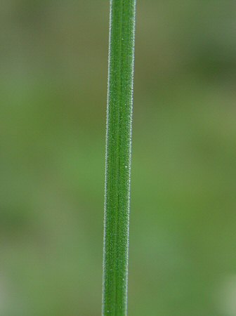 Cyperus_plukenetii_stem.jpg