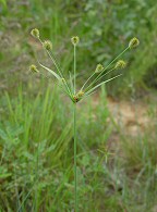 Cyperus plukenetii thumbnail