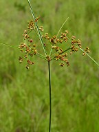 Cyperus pseudovegetus thumbnail