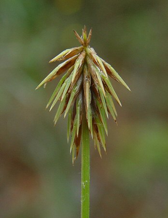 Cyperus_retrofractus_spike.jpg