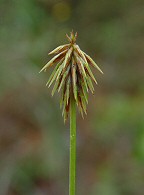 Cyperus retrofractus thumbnail