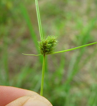 Cyperus_squarrosus_inflorescence.jpg