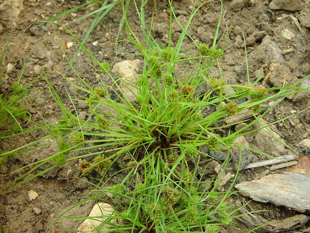 Cyperus_squarrosus_plant.jpg