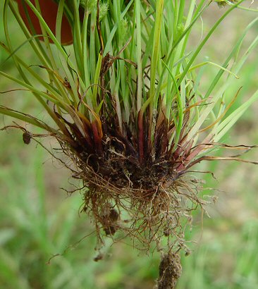 Cyperus_squarrosus_plant_base.jpg