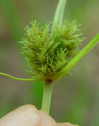 Cyperus_squarrosus_spikelets.jpg