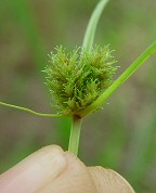 Cyperus squarrosus thumbnail