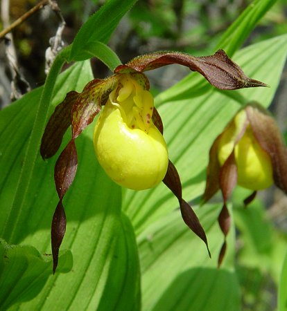 Cypripedium_calceolus_flower.jpg