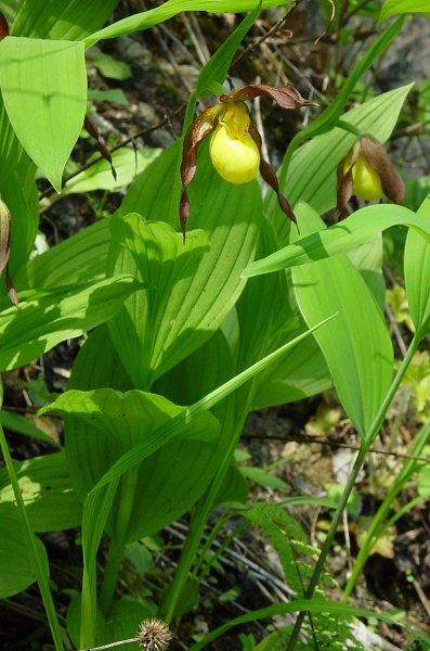 Cypripedium_calceolus_plant2.jpg