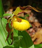 Cypripedium parviflorum thumbnail