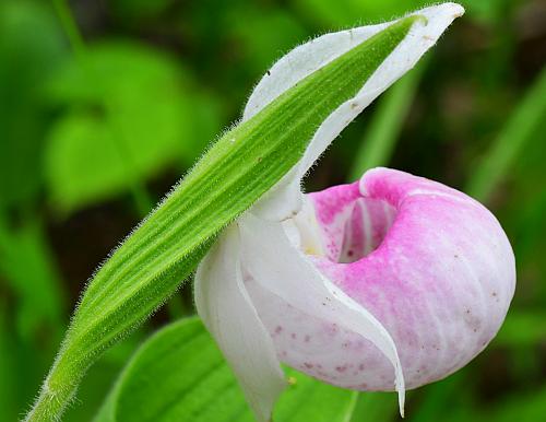 Cypripedium_reginae_bract.jpg