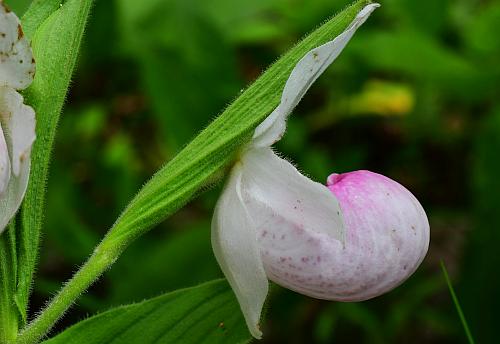 Cypripedium_reginae_flower1.jpg