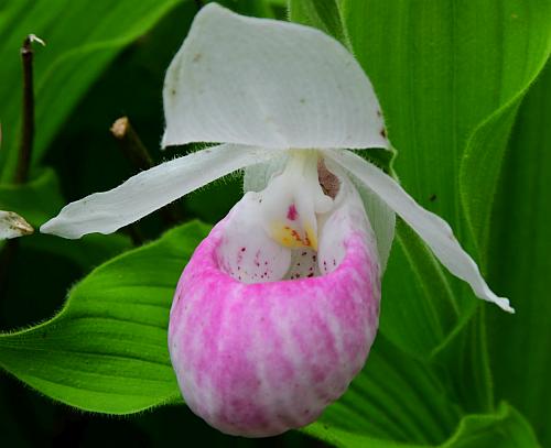 Cypripedium_reginae_flower2.jpg