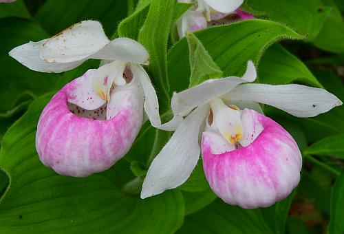 Cypripedium_reginae_flowers.jpg